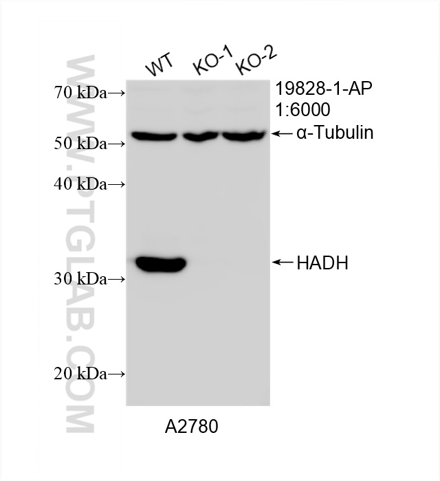 Western Blot (WB) analysis of A2780 cells using HADH Polyclonal antibody (19828-1-AP)