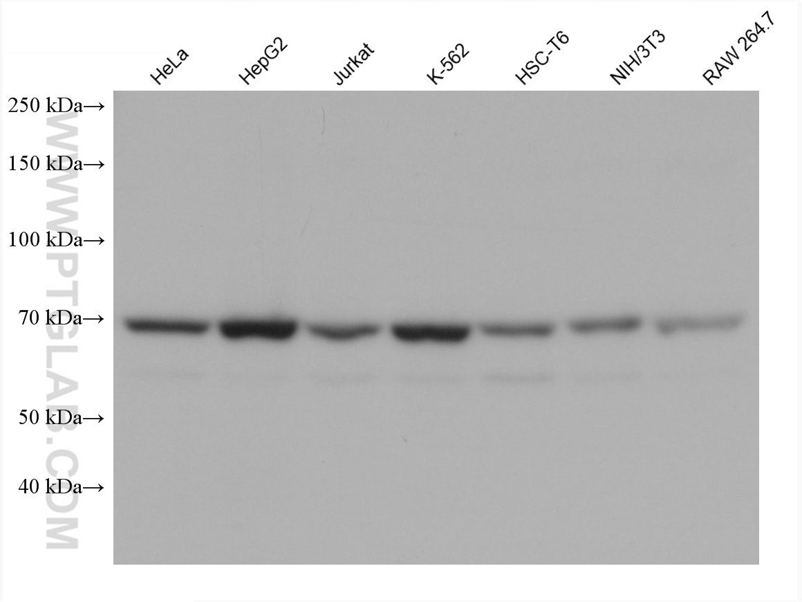 Western Blot (WB) analysis of various lysates using HADHA Monoclonal antibody (60250-1-Ig)