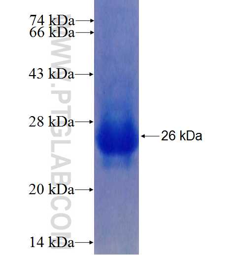 HAPLN1 fusion protein Ag25238 SDS-PAGE