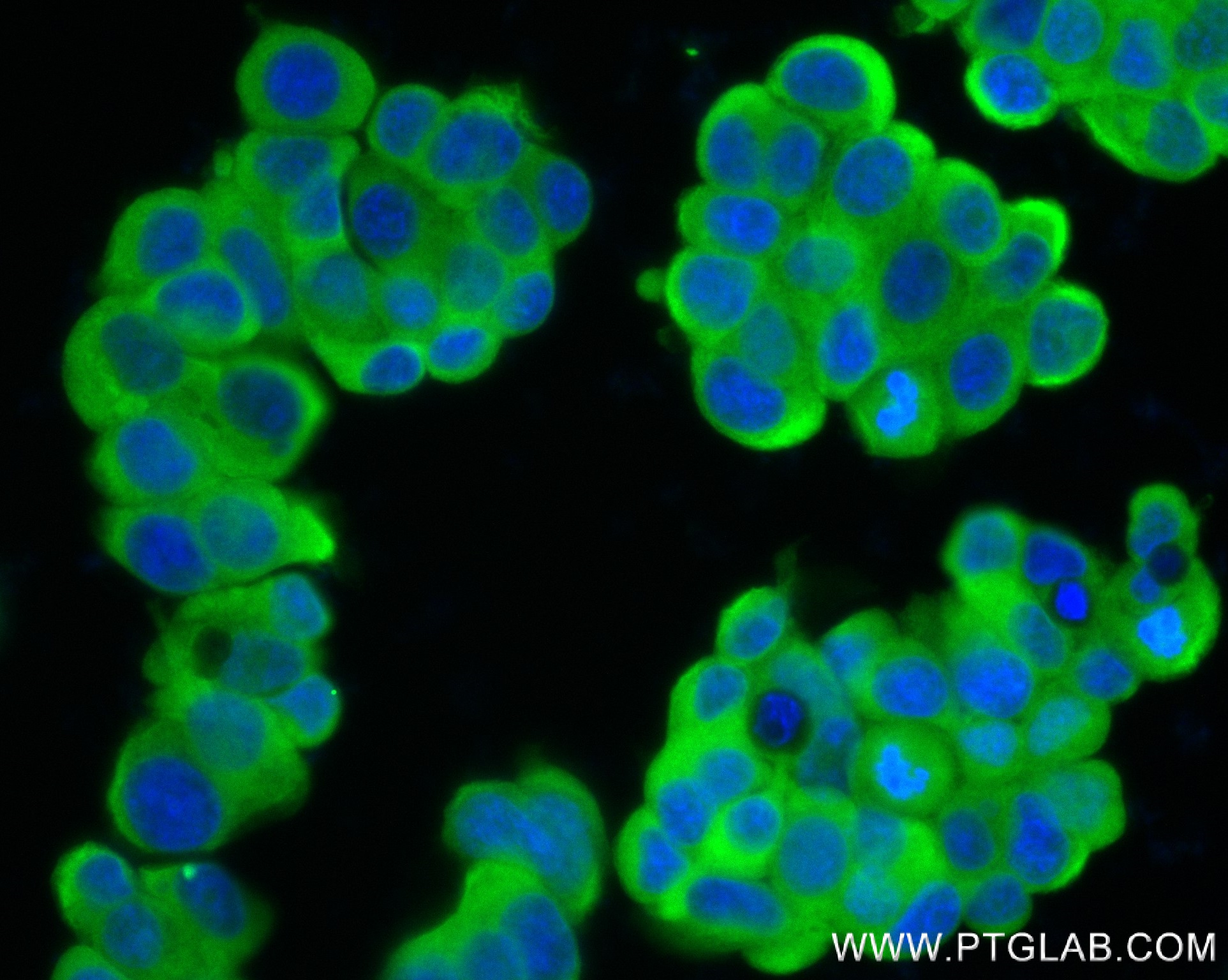 Immunofluorescence (IF) / fluorescent staining of MCF-7 cells using HARS Recombinant antibody (83497-1-RR)