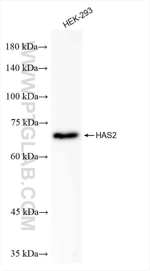 Western Blot (WB) analysis of HEK-293 cells using HAS2 Recombinant antibody (83204-2-RR)