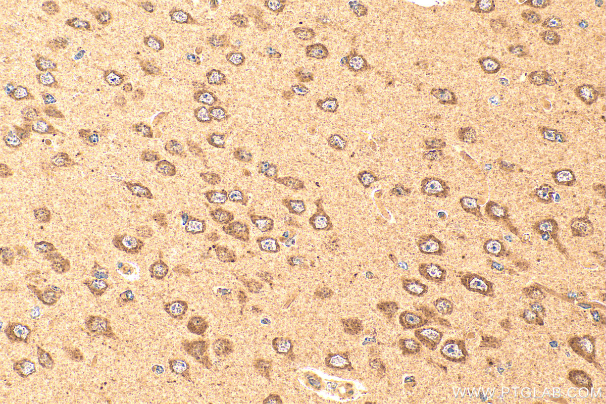 Immunohistochemistry (IHC) staining of mouse brain tissue using HAX1 Polyclonal antibody (11266-1-AP)