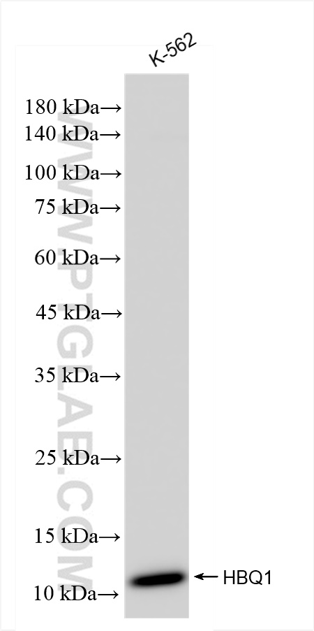 Western Blot (WB) analysis of K-562 cells using HBQ1 Recombinant antibody (83576-4-RR)