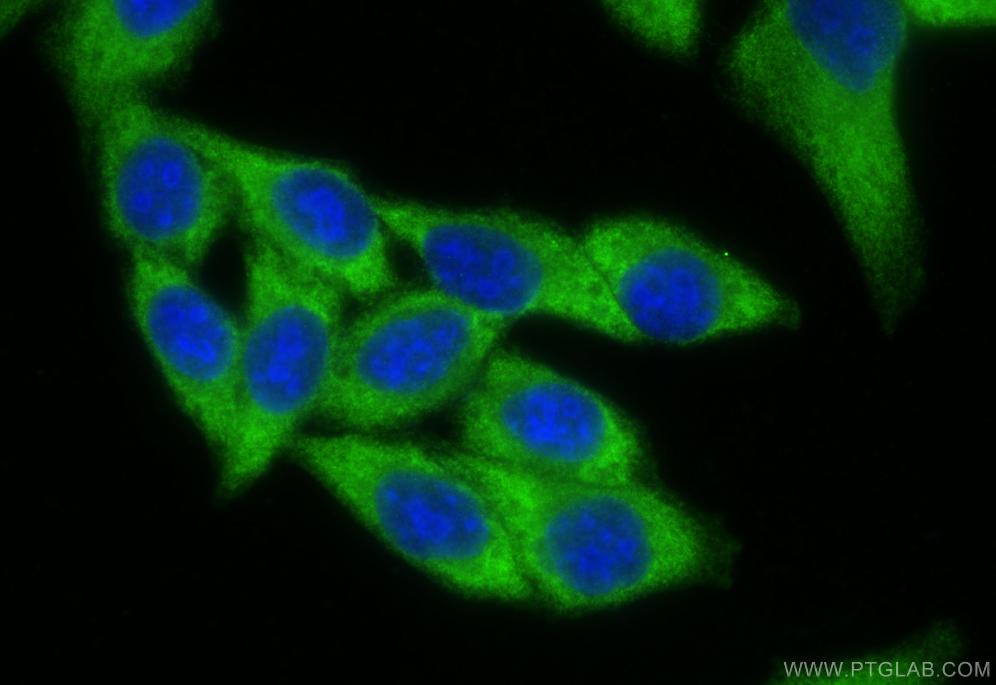 Immunofluorescence (IF) / fluorescent staining of HepG2 cells using HBS1L Polyclonal antibody (10359-1-AP)