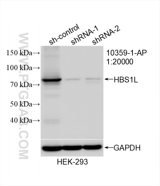 Western Blot (WB) analysis of HEK-293 cells using HBS1L Polyclonal antibody (10359-1-AP)