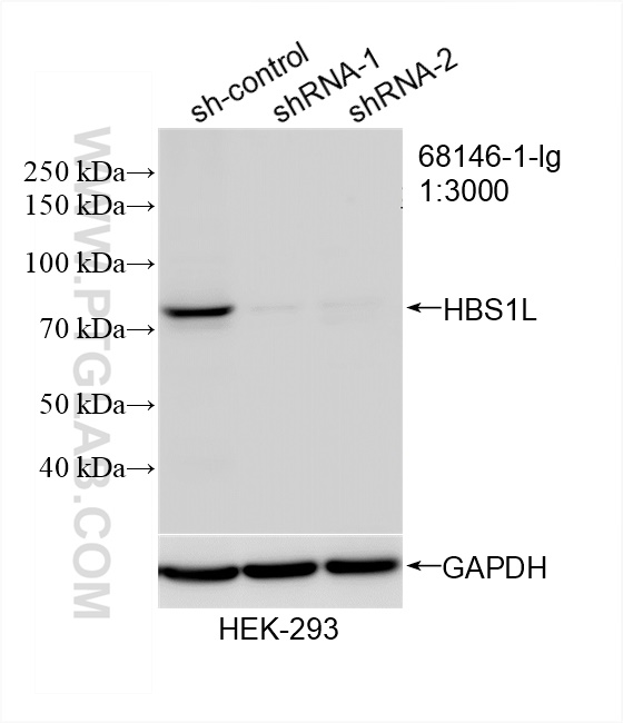 Western Blot (WB) analysis of HEK-293 cells using HBS1L Monoclonal antibody (68146-1-Ig)