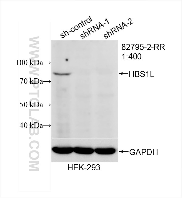 Western Blot (WB) analysis of HEK-293 cells using HBS1L Recombinant antibody (82795-2-RR)