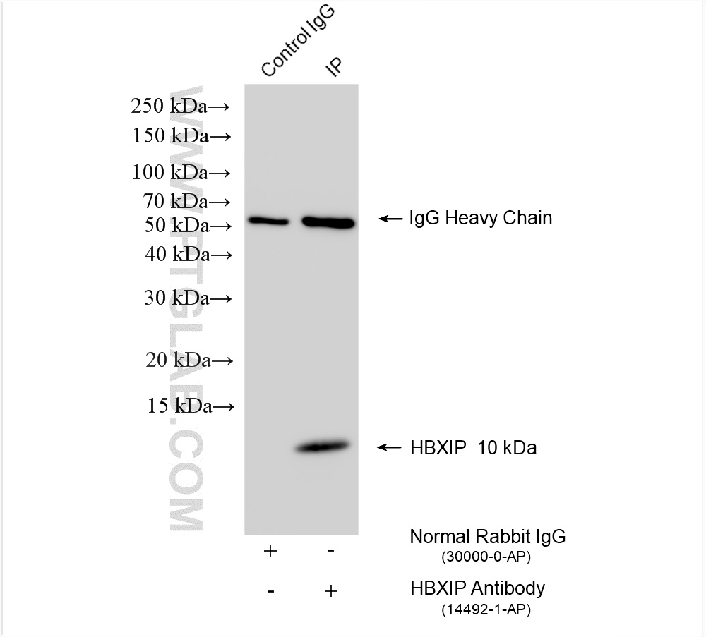 Immunoprecipitation (IP) experiment of K-562 cells using HBXIP Polyclonal antibody (14492-1-AP)