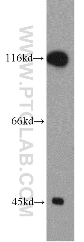 Western Blot (WB) analysis of mouse brain tissue using HCN1 Polyclonal antibody (55222-1-AP)