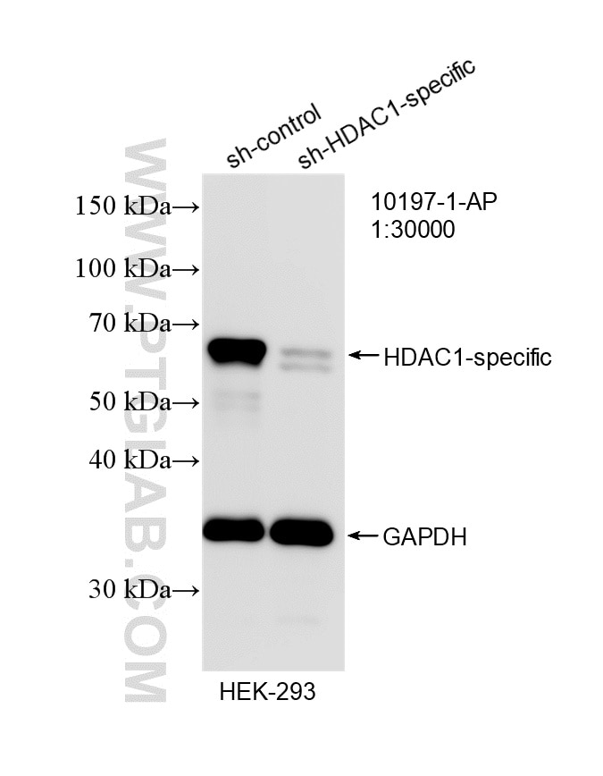 Western Blot (WB) analysis of HEK-293 cells using HDAC1 Polyclonal antibody (10197-1-AP)