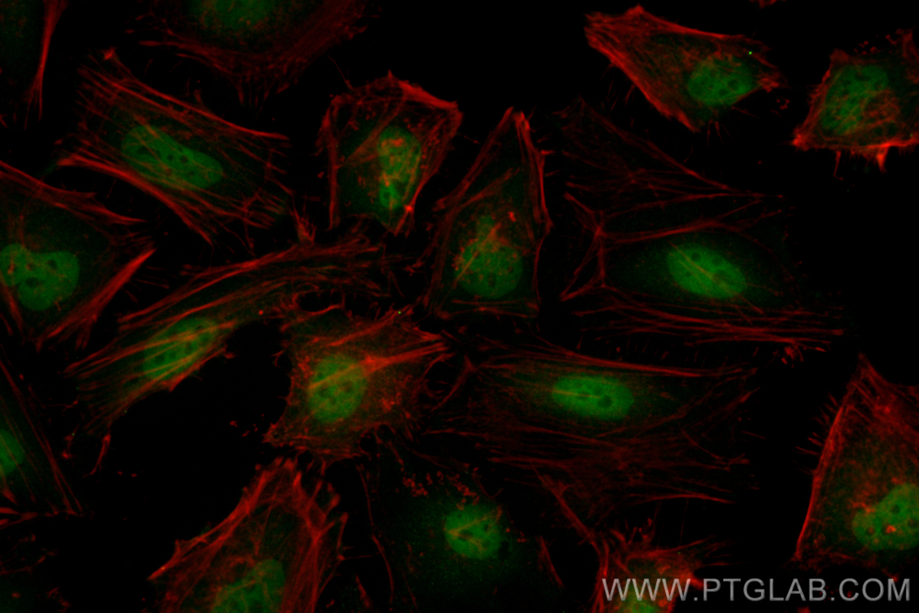 Immunofluorescence (IF) / fluorescent staining of HeLa cells using CoraLite® Plus 488-conjugated HDAC1 Recombinant an (CL488-83624)