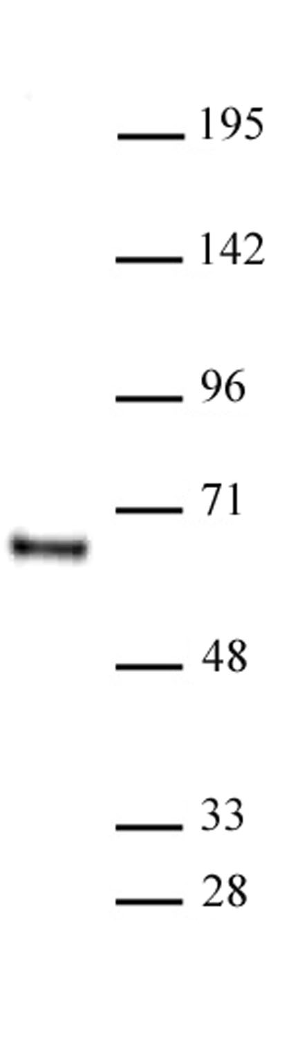 HDAC1 antibody (mAb) (Clone 10E2) tested by Western blot. Detection of HDAC1 by Western blot analysis. Nuclear extract of HeLa cells (20 μg) was probed with HDAC1 antibody (mAb) (Clone 10E2) at a 1:500 dilution.