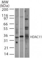 HDAC11 pAb tested by Western blot. Detection of HDAC11 by Western blot. The analysis was performed using HDAC11 pAb at a dilution of 2 ug/ml and brain whole-cell extracts from human (lane 1), mouse (lane 2) or rat origin.