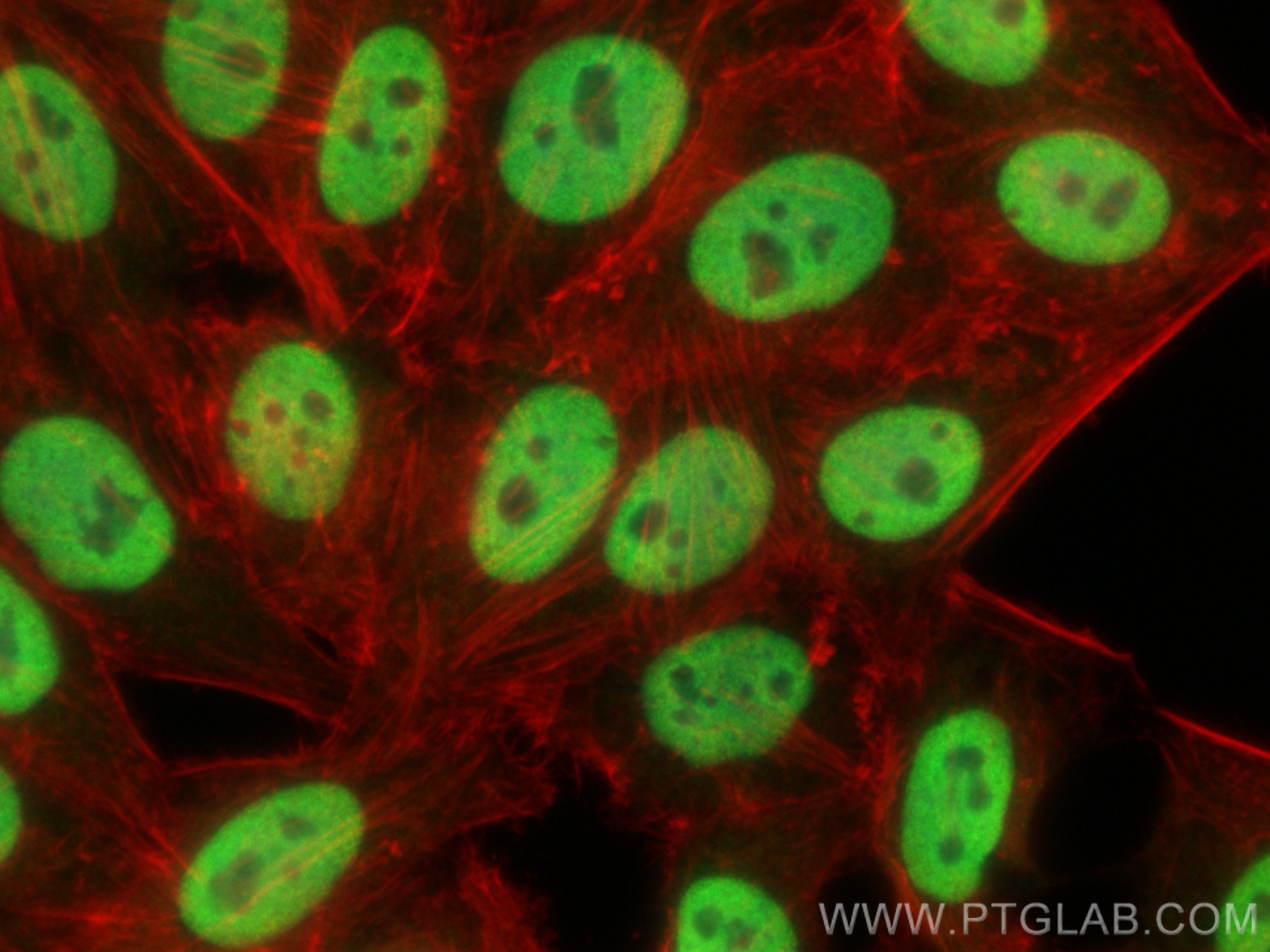 Immunofluorescence (IF) / fluorescent staining of HepG2 cells using HDAC2 Polyclonal antibody (12922-3-AP)