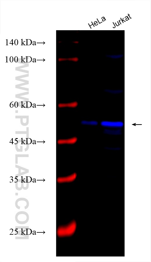 Western Blot (WB) analysis of various lysates using CoraLite® Plus 750-conjugated HDAC3 Recombinant an (CL750-81211)