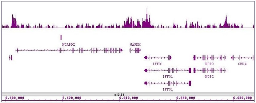 HDAC4 antibody (pAb) tested by ChIP-Seq. ChIP was performed using the ChIP-IT High Sensitivity Kit (Cat. No. 53040) with 30 ug of chromatin from HeLa cells and 4 ug of antibody. ChIP DNA was sequenced on the Illumina HiSeq and 20 million sequence tags were mapped to identify HDAC4 binding sites. The image shows binding across a region of chromosome 12. You can view the complete data set in the UCSC Genome Browser, starting at this specific location, here.