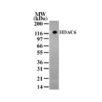 HDAC6 pAb tested by Western blot. Detection of HDAC6 by Western blot. The analysis was performed using NIH/3T3 nuclear extract and HDAC6 pAb. A protein band of approximate molecular weight of 134 kDa was detected.