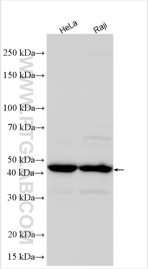 Western Blot (WB) analysis of various lysates using HDAC8 Polyclonal antibody (17548-1-AP)