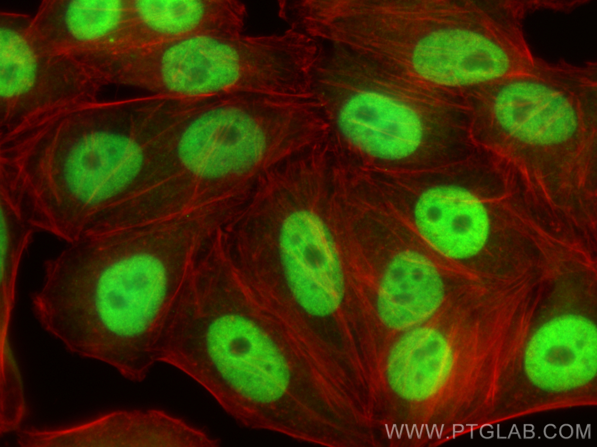 Immunofluorescence (IF) / fluorescent staining of HepG2 cells using HDGF2 Polyclonal antibody (15134-1-AP)