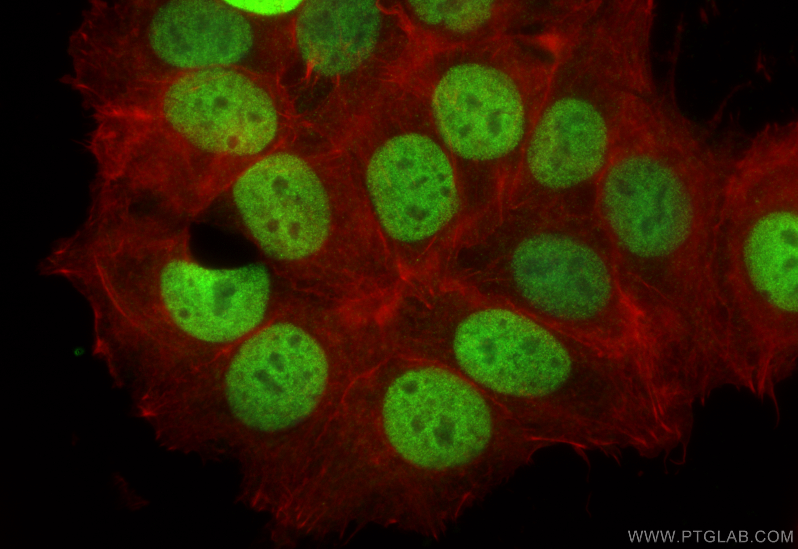 Immunofluorescence (IF) / fluorescent staining of MCF-7 cells using HDGFRP3 Polyclonal antibody (12380-1-AP)