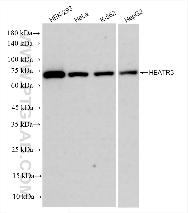 Western Blot (WB) analysis of various lysates using HEATR3 Recombinant antibody (83643-4-RR)