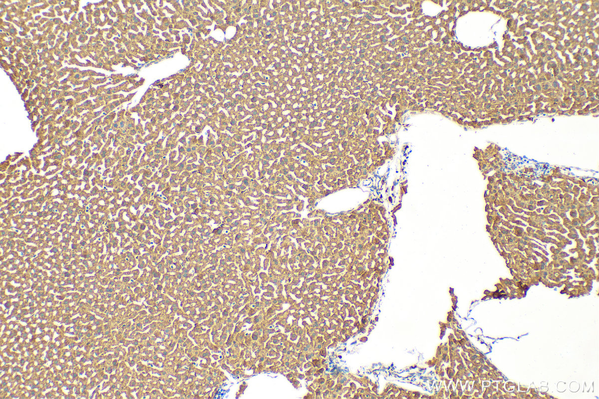 Immunohistochemistry (IHC) staining of mouse liver tissue using HEBP1 Recombinant antibody (82950-1-RR)