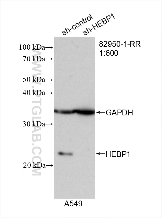 Western Blot (WB) analysis of A549 cells using HEBP1 Recombinant antibody (82950-1-RR)