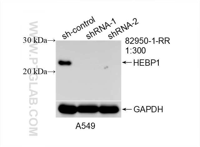 Western Blot (WB) analysis of A549 cells using HEBP1 Recombinant antibody (82950-1-RR)