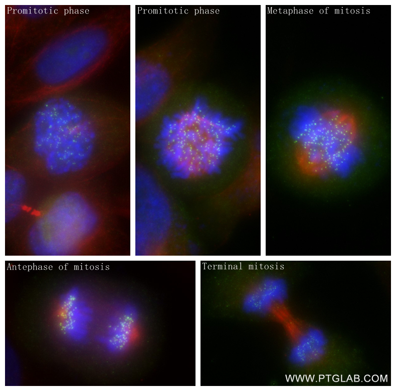 Immunofluorescence (IF) / fluorescent staining of HepG2 cells using HEC1/HEC/NDC80 Recombinant antibody (83859-1-RR)