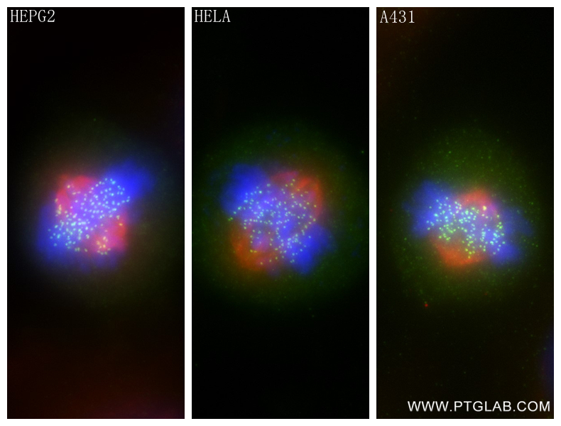 Immunofluorescence (IF) / fluorescent staining of HepG2 cells using HEC1/HEC/NDC80 Recombinant antibody (83859-1-RR)