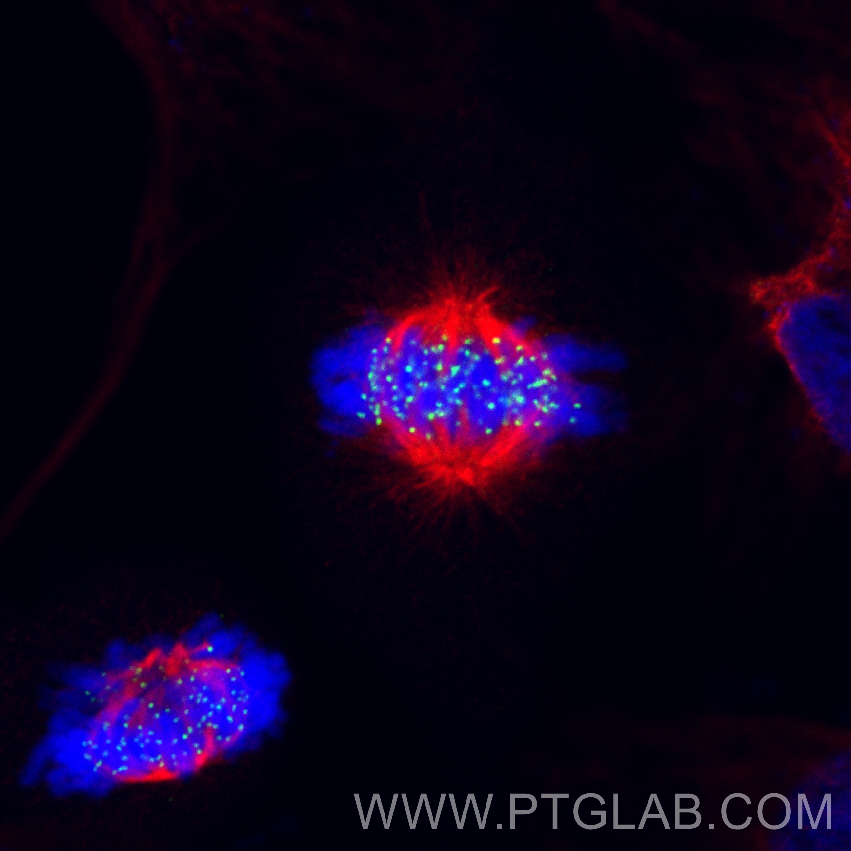 Immunofluorescence (IF) / fluorescent staining of HeLa cells using HEC1/HEC/NDC80 Recombinant antibody (83859-1-RR)