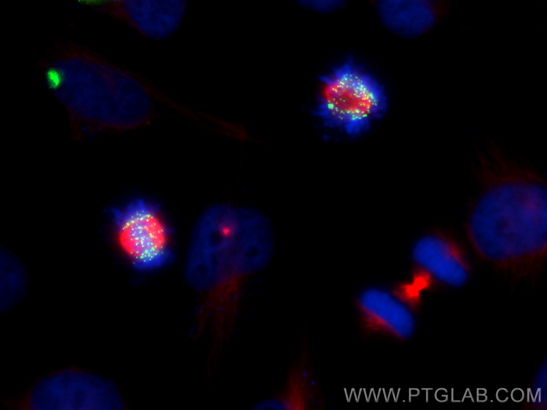 Immunofluorescence (IF) / fluorescent staining of HeLa cells using CoraLite® Plus 488-conjugated HEC1/HEC/NDC80 Recom (CL488-83859)