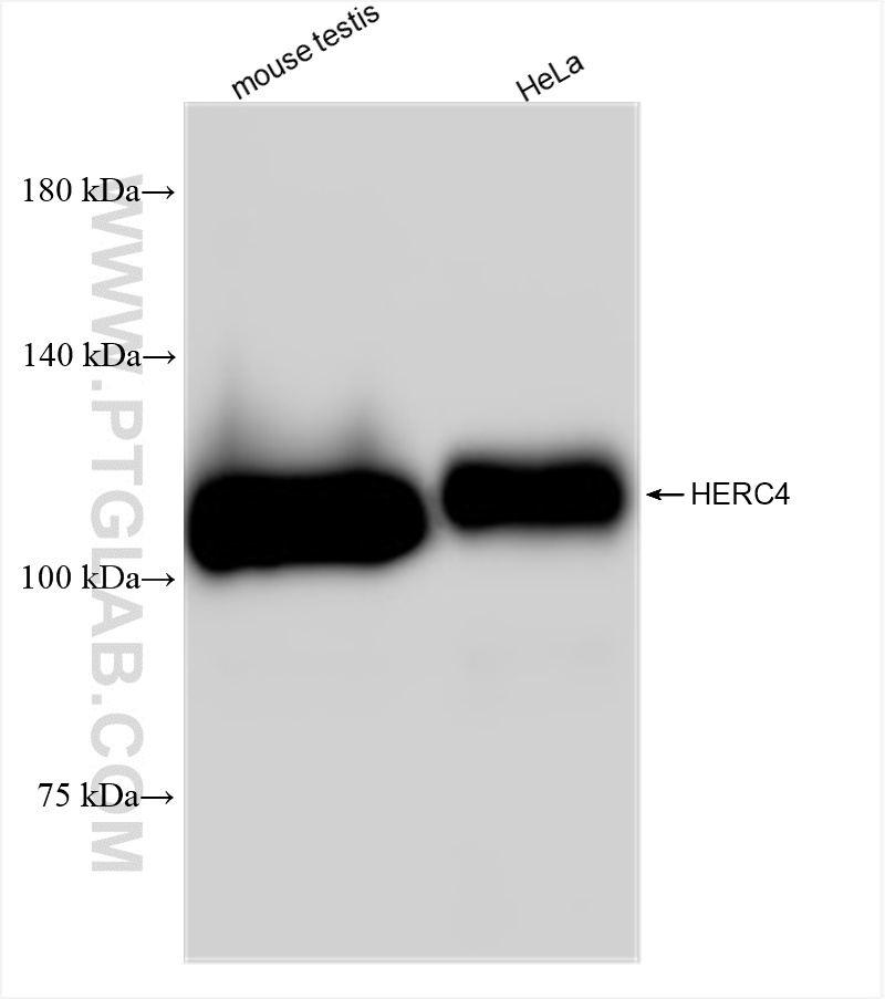 Western Blot (WB) analysis of various lysates using HERC4 Recombinant antibody (84952-5-RR)