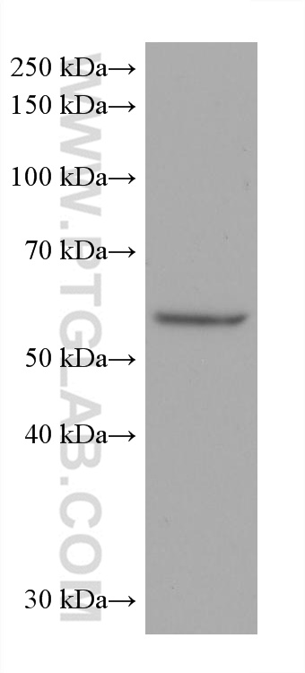 Western Blot (WB) analysis of Caco-2 cells using HEXIM1 Monoclonal antibody (66311-1-Ig)