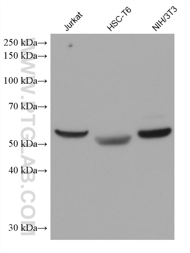 Western Blot (WB) analysis of various lysates using HEXIM1 Monoclonal antibody (66311-1-Ig)