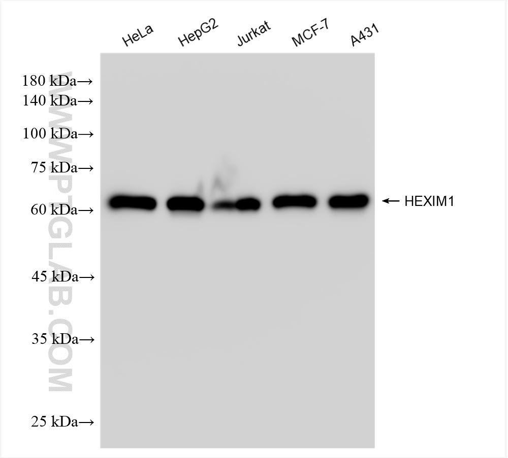 Western Blot (WB) analysis of various lysates using HEXIM1 Recombinant antibody (85028-1-RR)