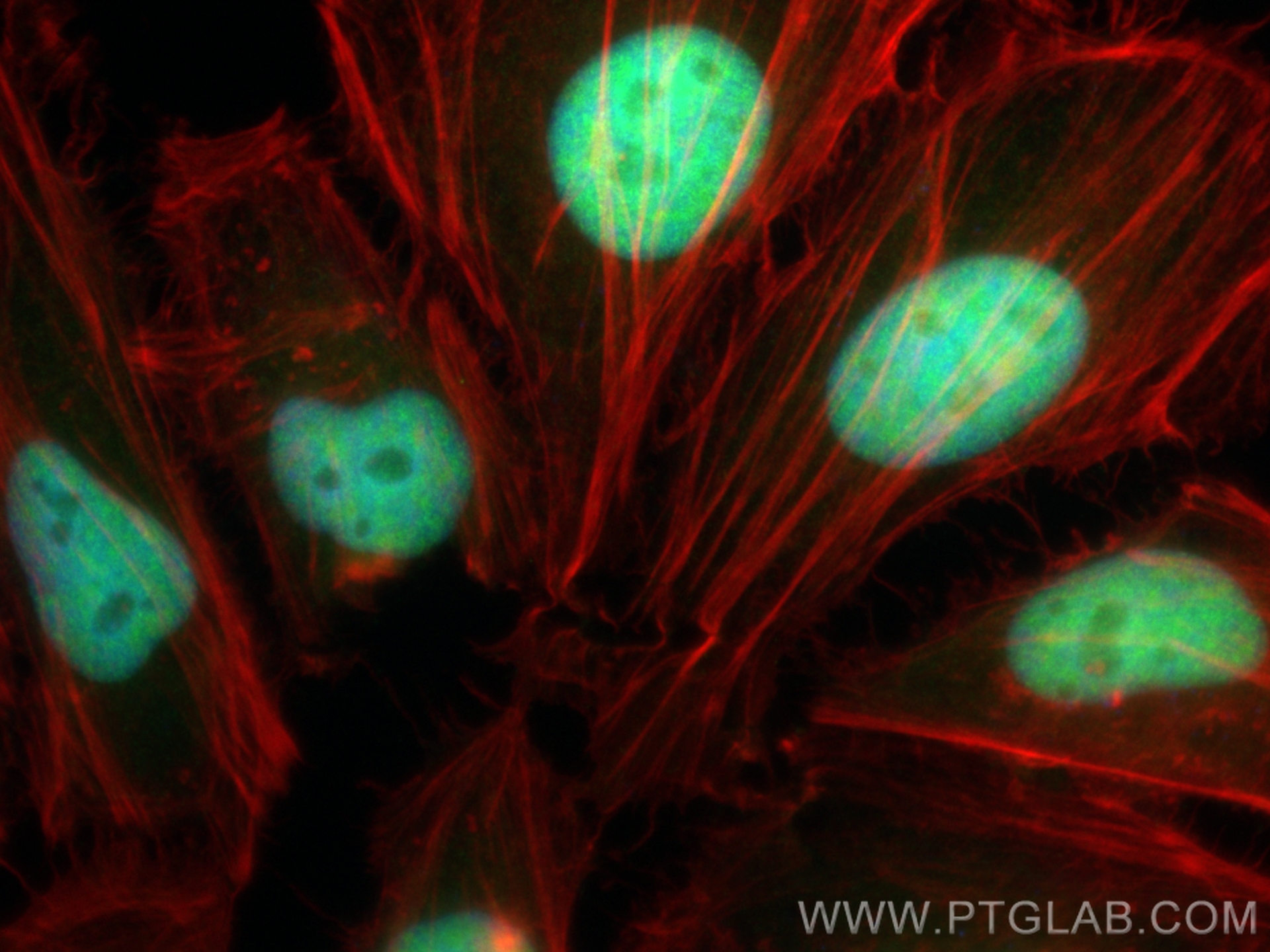 Immunofluorescence (IF) / fluorescent staining of HeLa cells using CoraLite® Plus 488-conjugated HEXIM1 Polyclonal an (CL488-15676)