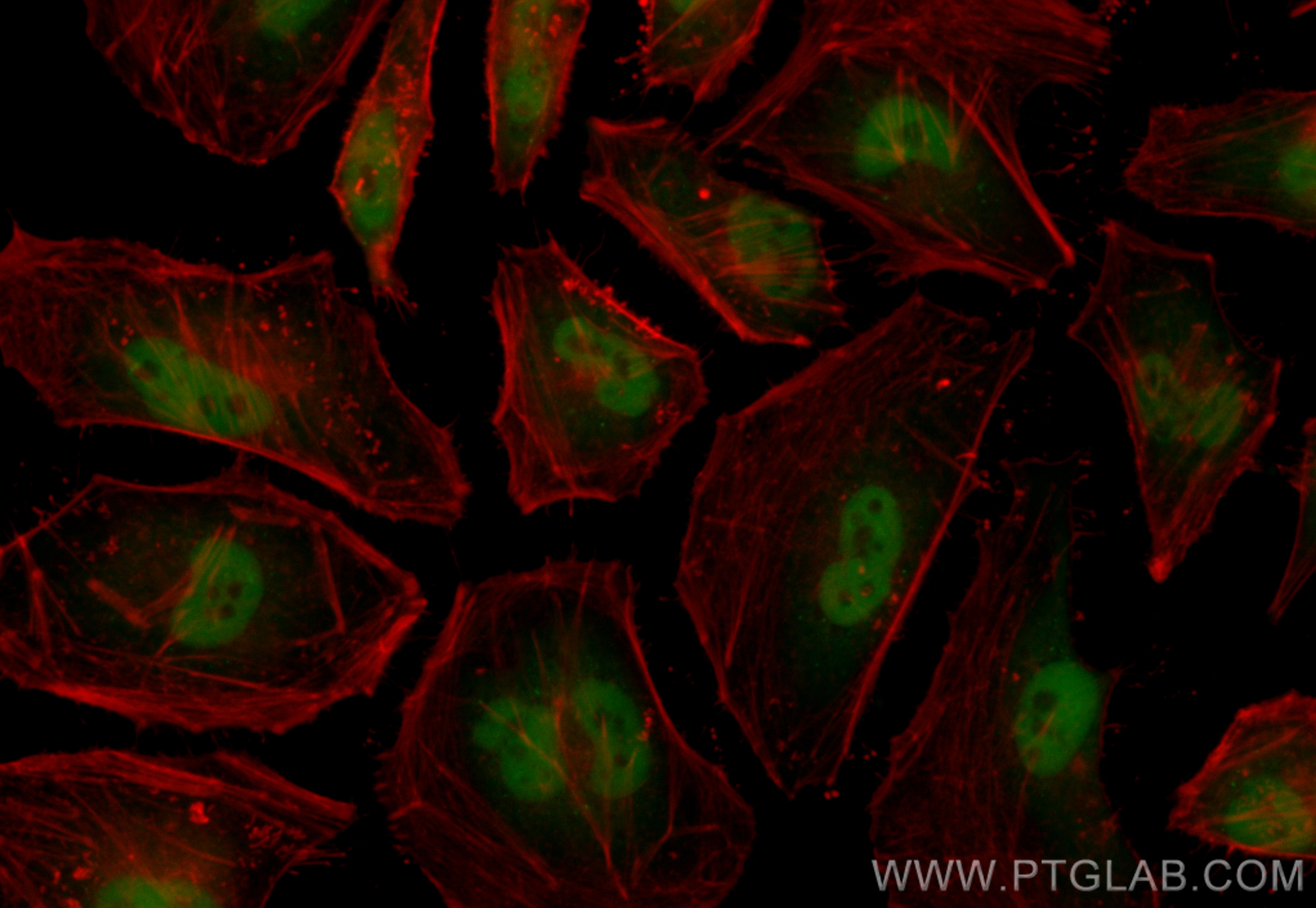 Immunofluorescence (IF) / fluorescent staining of HeLa cells using CoraLite® Plus 488-conjugated HEY2 Recombinant ant (CL488-83501-7)