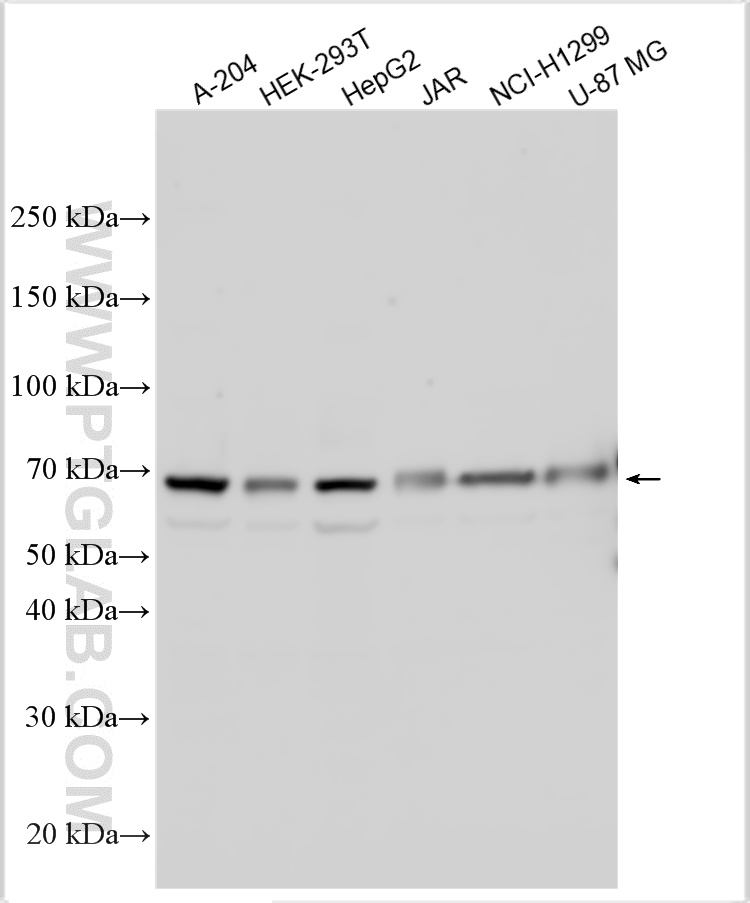 Western Blot (WB) analysis of various lysates using HGF Polyclonal antibody (26881-1-AP)