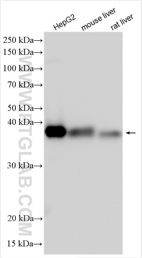 Western Blot (WB) analysis of various lysates using HIBCH Polyclonal antibody (14603-1-AP)