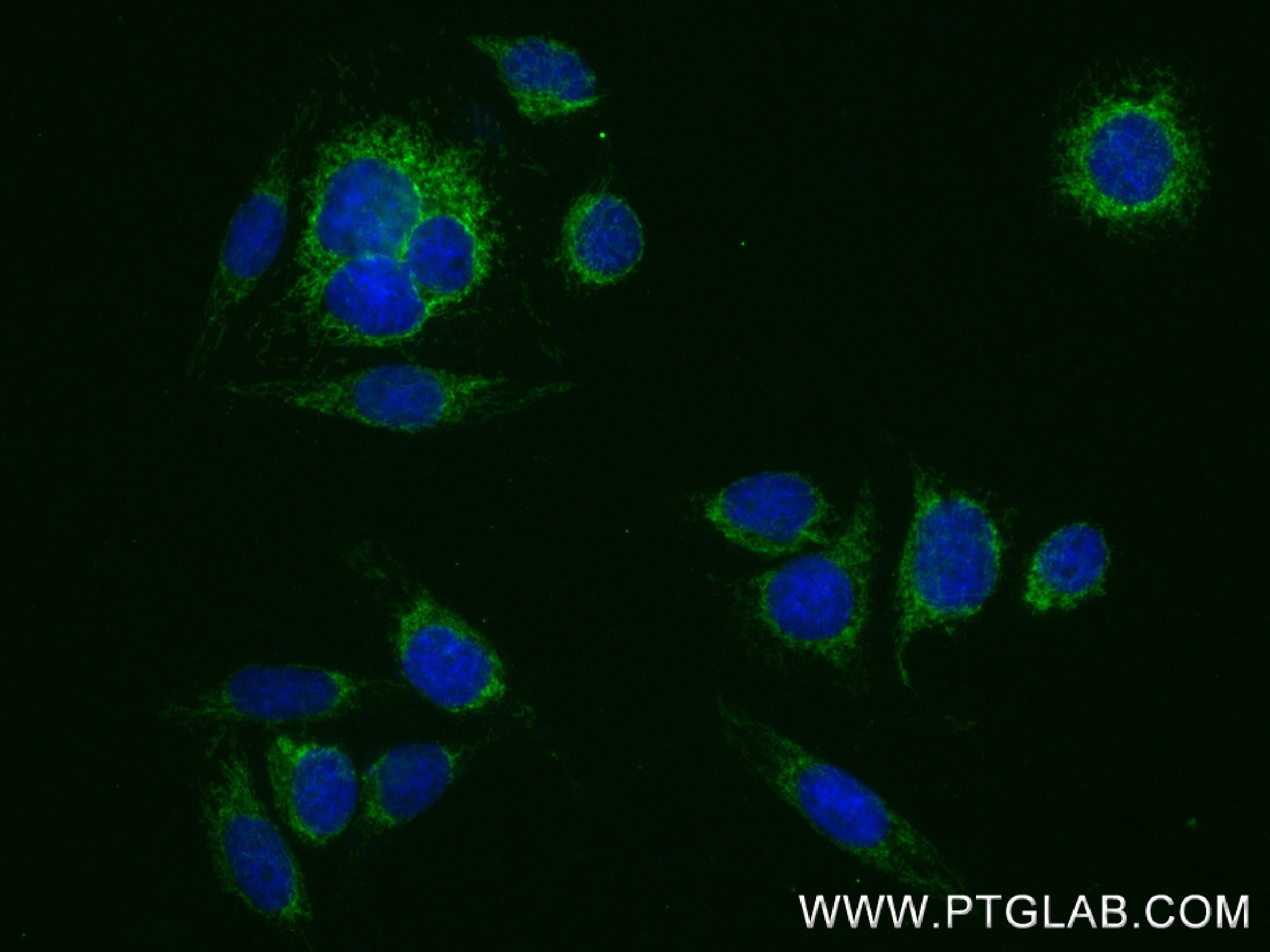 Immunofluorescence (IF) / fluorescent staining of HepG2 cells using HIBCH Recombinant antibody (83569-1-RR)