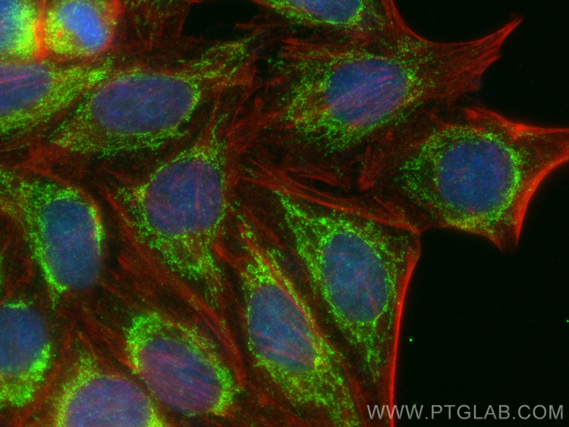 Immunofluorescence (IF) / fluorescent staining of HepG2 cells using HIBCH Recombinant antibody (83569-1-RR)