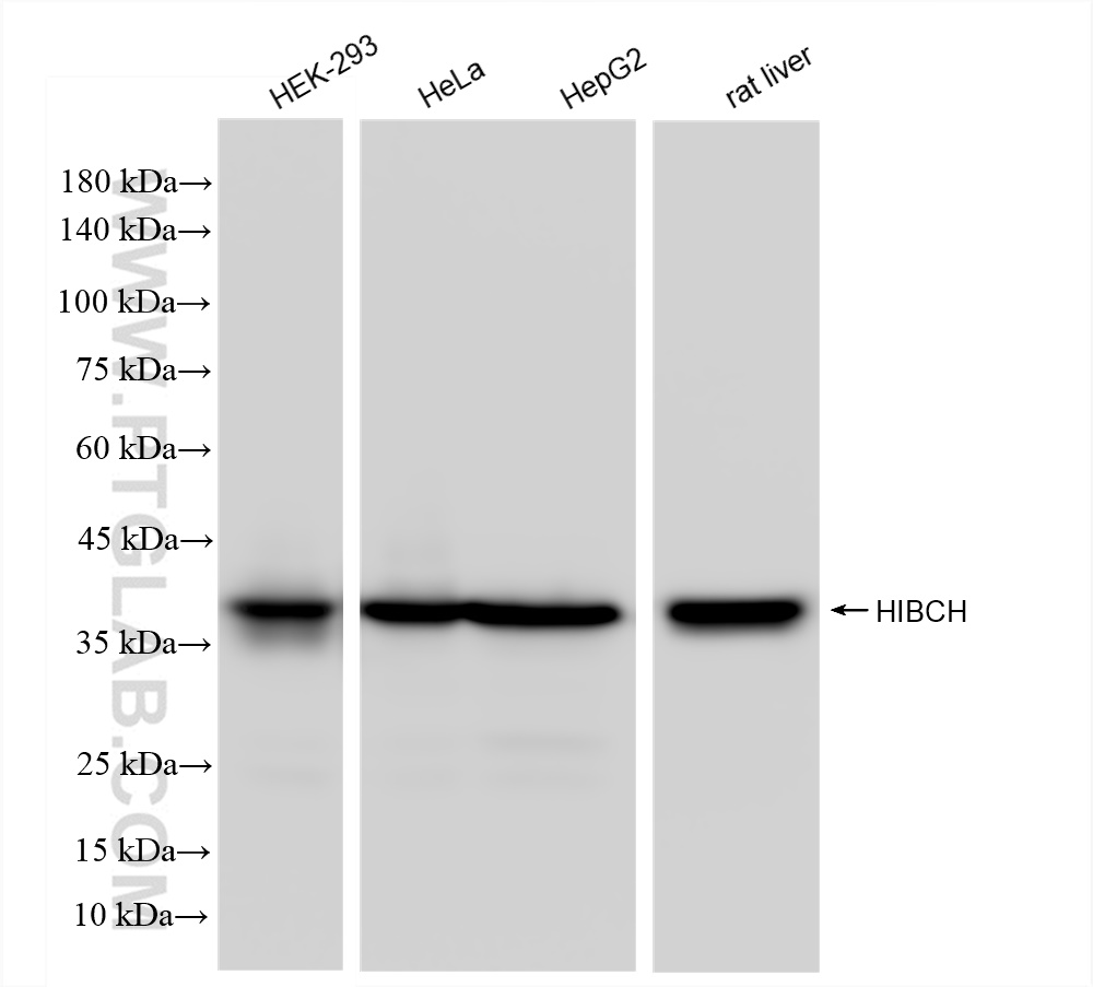 Western Blot (WB) analysis of various lysates using HIBCH Recombinant antibody (83569-1-RR)