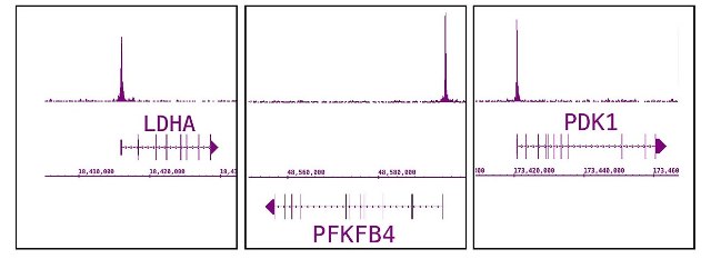 HIF-1 alpha antibody (pAb) tested by ChIP-Seq. ChIP was performed using the ChIP-IT High Sensitivity Kit (Cat. No. 53040) with 5 ul of HIF-1 alpha antibody and 25 ug of chromatin from hypoxic Huh7 cells. ChIP DNA was sequenced on the Illumina HiSeq and 19 million sequence tags were mapped to identify Hif-1 alpha binding sites across the genome. The images show binding in the promoters of Hif1a target genes that regulate metabolism.