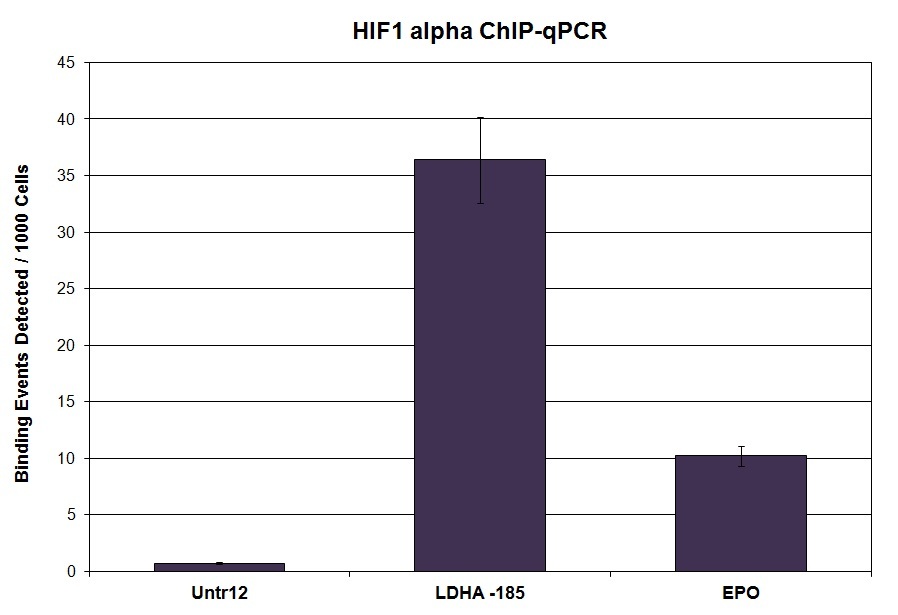 HIF-1 alpha antibody (pAb) tested by ChIP. ChIP was performed using the ChIP-IT High Sensitivity Kit (Cat. No. 53040) with 5 ul of HIF-1 alpha antibody and 25 ug of chromatin from hypoxic Huh7 cells. ChIP DNA was used in qPCR with the control primer pairs or gene-specific primer pairs as indicated. Data are presented as Binding Events Detected per 1000 Cells using Active Motif's Epigenetic Services normalization scheme which accounts for primer efficiency and the amount of chromatin used in the ChIP reaction.