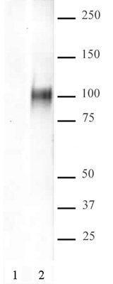 HIF-1 alpha antibody (pAb) tested by Western blot. Detection of HIF-1 alpha by Western blot analysis with 20 ug COS-7 nuclear extract either untreated (lane 1) or treated with CoCl2 (lane 2).
