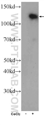 Whole cell lysate from HeLa cells that were either treated with cobalt chloride (+; 500 uM) or mock treated (-) and were subjected to SDS PAGE followed by western blot with HIF1a antibody (20960-1-AP) at a dilution of 1:300