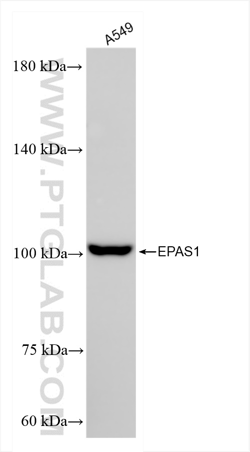 Western Blot (WB) analysis of A549 cells using HIF2α/EPAS1 Recombinant antibody (83790-1-RR)