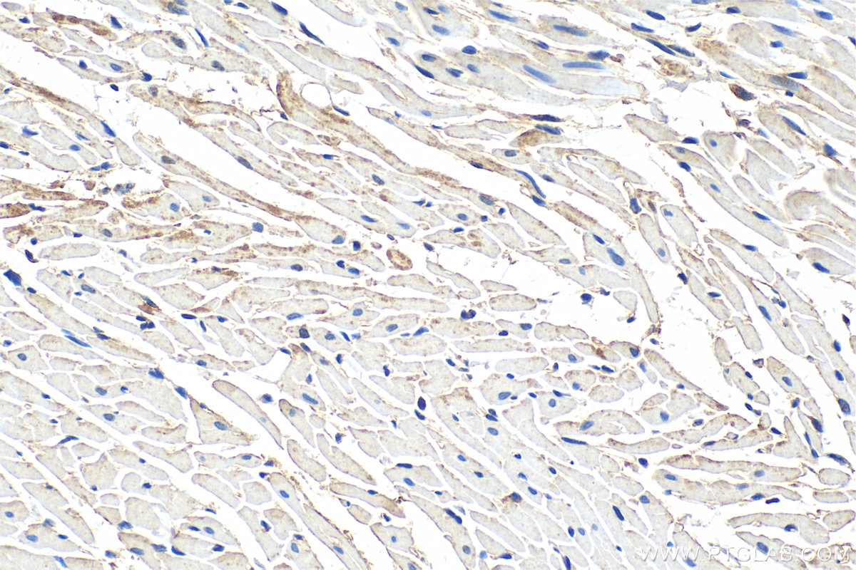 Immunohistochemistry (IHC) staining of rat heart tissue using HIGD1B Polyclonal antibody (25367-1-AP)