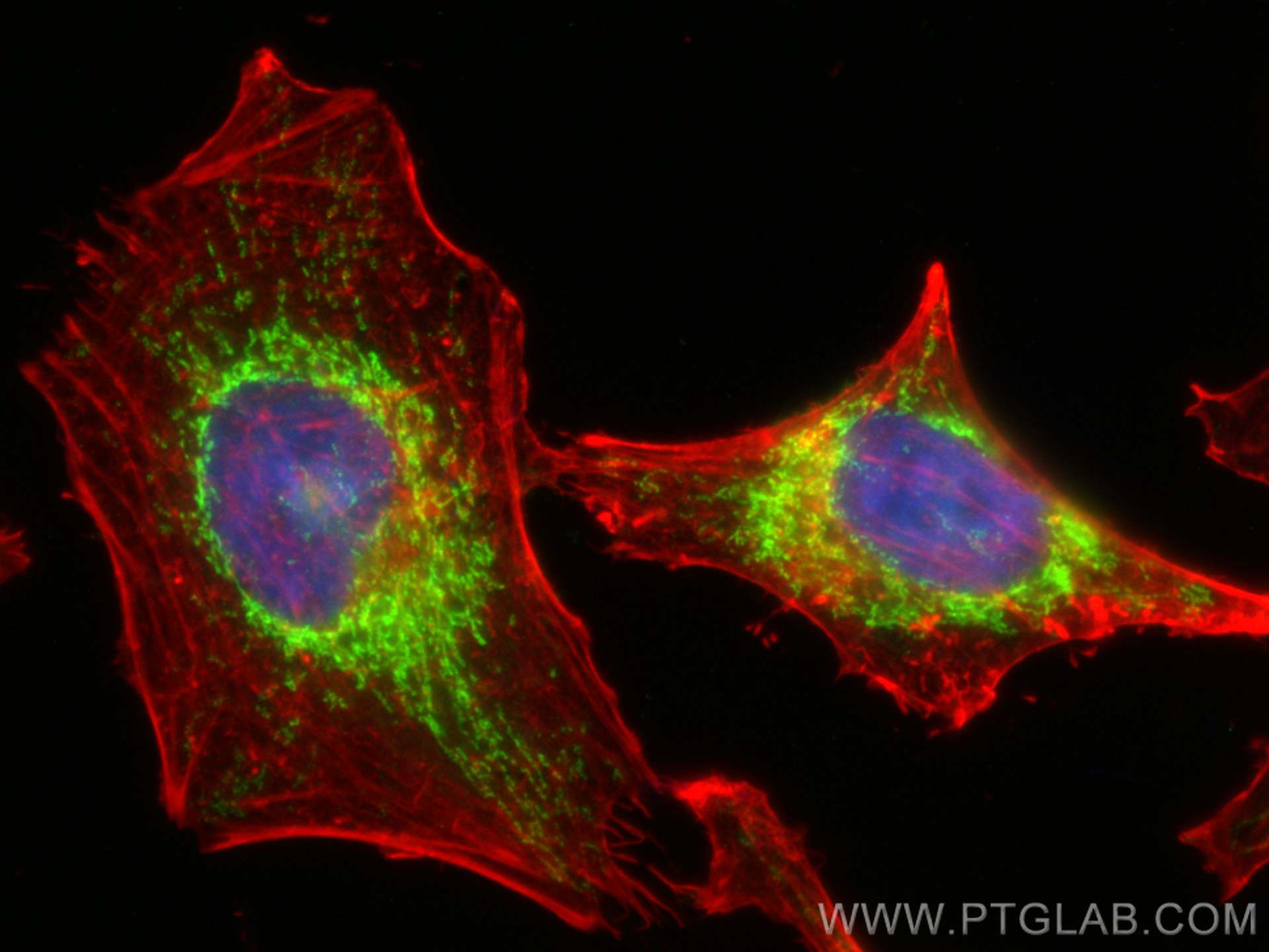 Immunofluorescence (IF) / fluorescent staining of HeLa cells using HINT2 Polyclonal antibody (17986-1-AP)